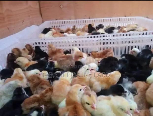 2 - 7day Old Kienyeji Chicks