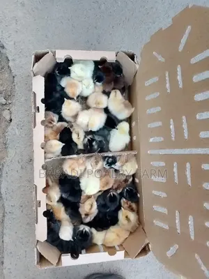2 - 7day Old Kienyeji Chicks