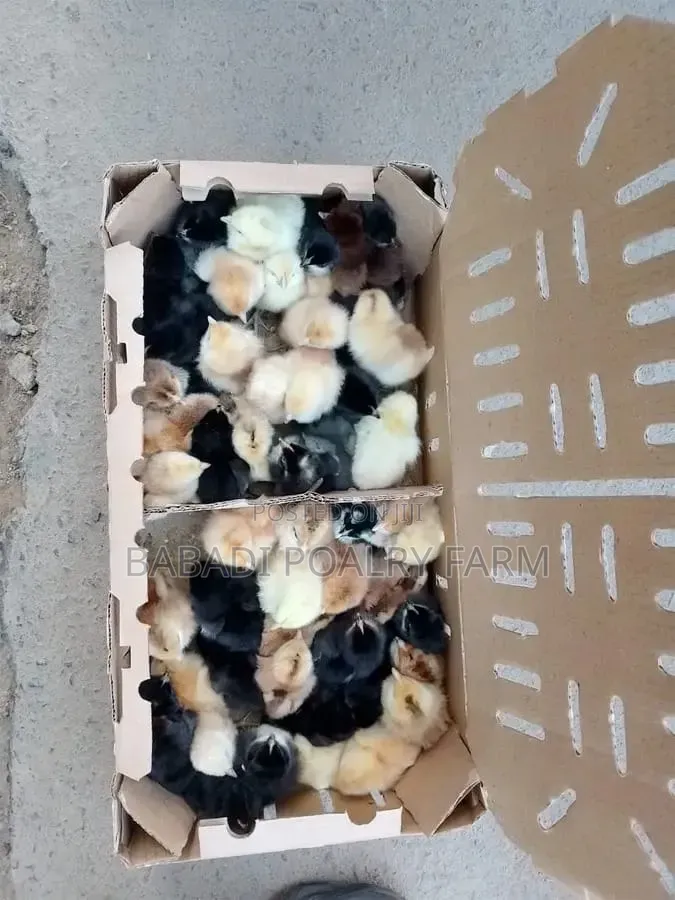 2 - 7day Old Kienyeji Chicks