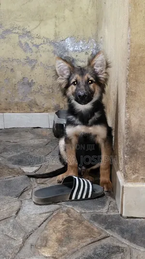 3-6 months Male Purebred German Shepherd