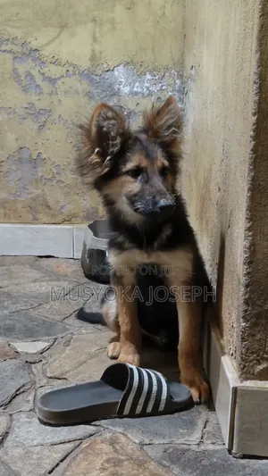 3-6 months Male Purebred German Shepherd