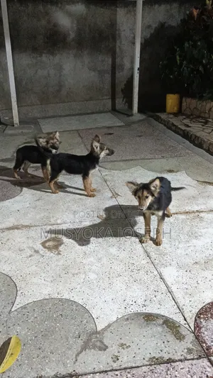 3-6 months Male Purebred German Shepherd