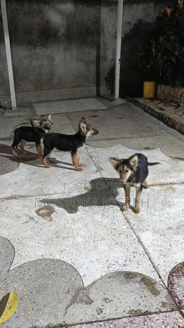 3-6 months Male Purebred German Shepherd - thumbnail 4