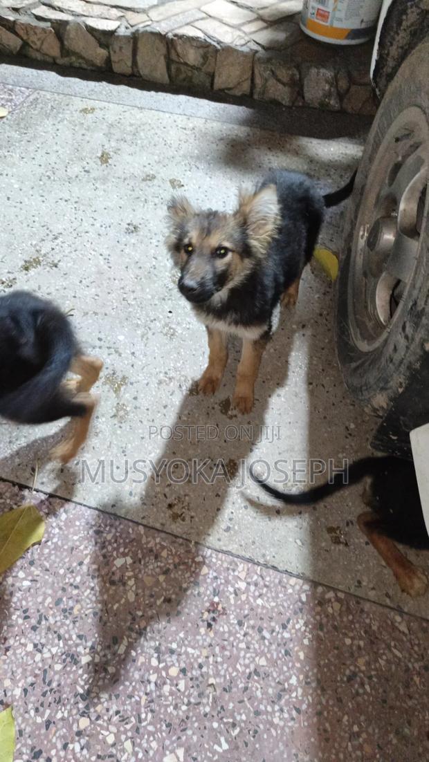 3-6 months Male Purebred German Shepherd - thumbnail 6