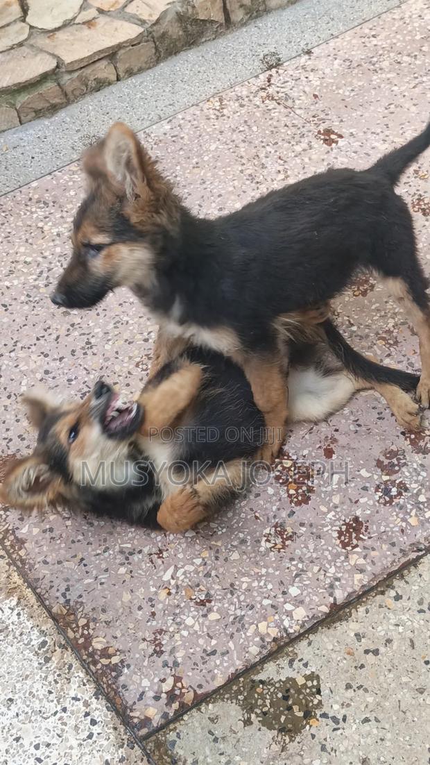 3-6 months Male Purebred German Shepherd - thumbnail 7