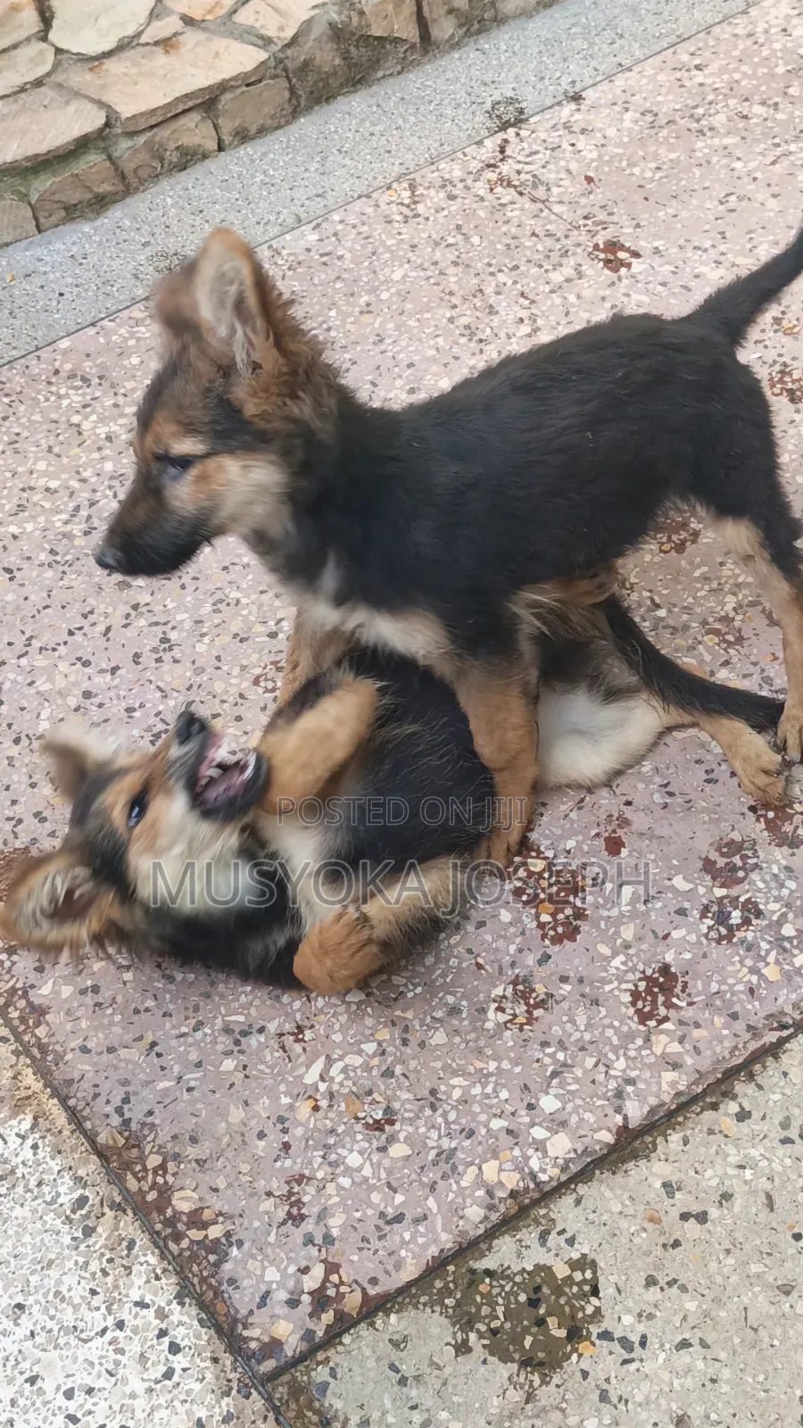 3-6 months Male Purebred German Shepherd
