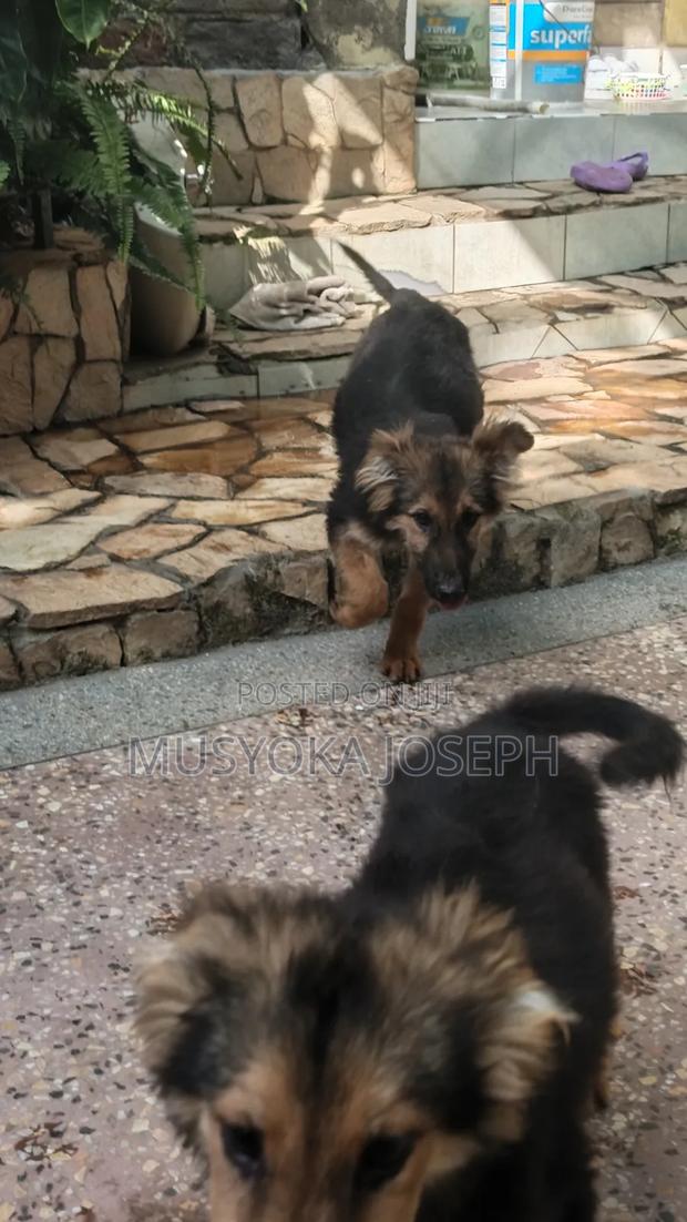 3-6 months Male Purebred German Shepherd - thumbnail 8