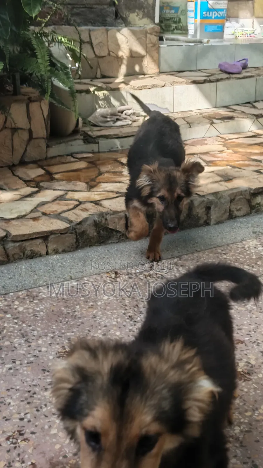 3-6 months Male Purebred German Shepherd