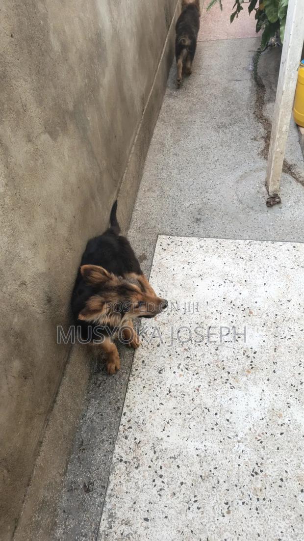 3-6 months Male Purebred German Shepherd - thumbnail 9
