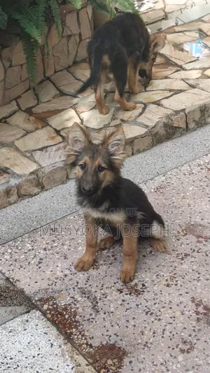 3-6 months Male Purebred German Shepherd