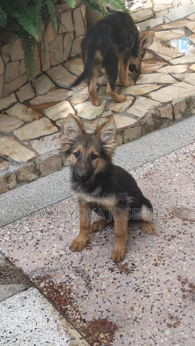3-6 months Male Purebred German Shepherd - thumbnail 3