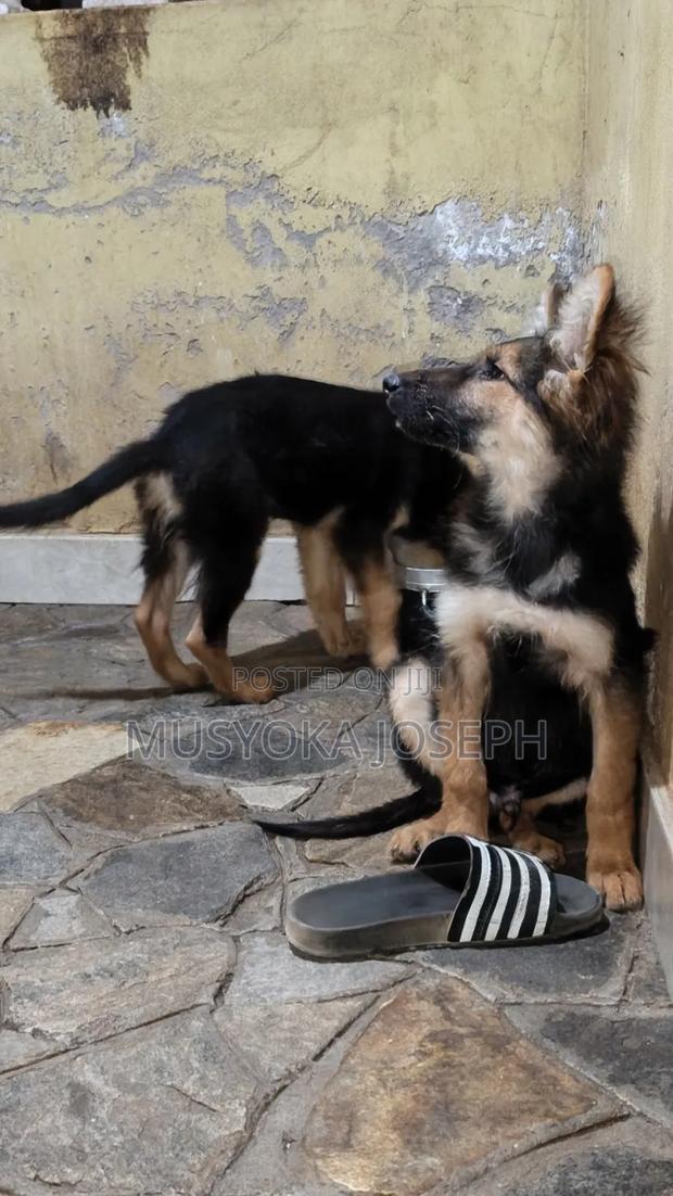 3-6 months Male Purebred German Shepherd - thumbnail 10