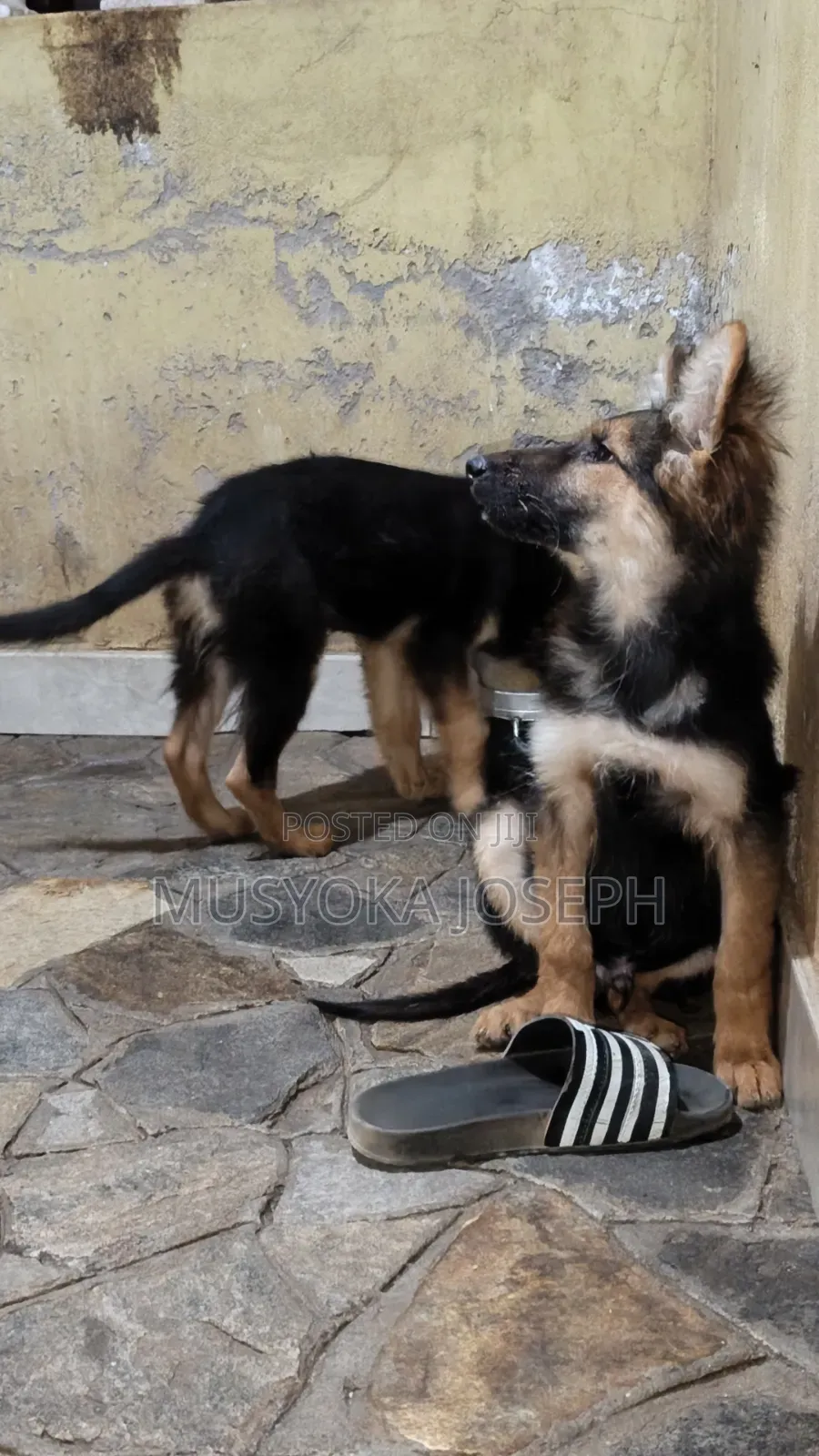 3-6 months Male Purebred German Shepherd