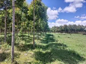 Kitiri Kinja
