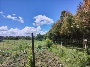 Kitiri Kinja