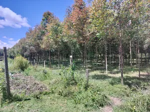 Kitiri Kinja