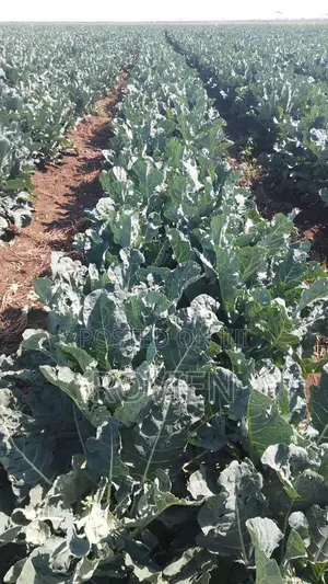 Investment Opportunity– 1,500 Acres Prime Horticultural Land