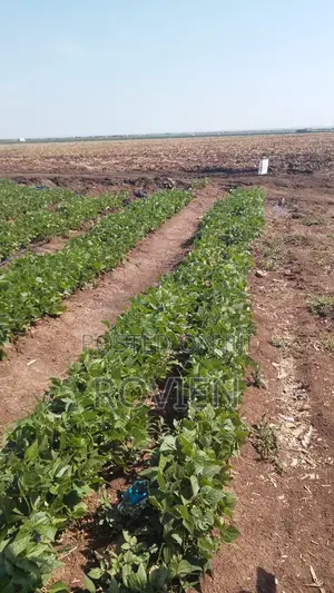 Investment Opportunity– 1,500 Acres Prime Horticultural Land