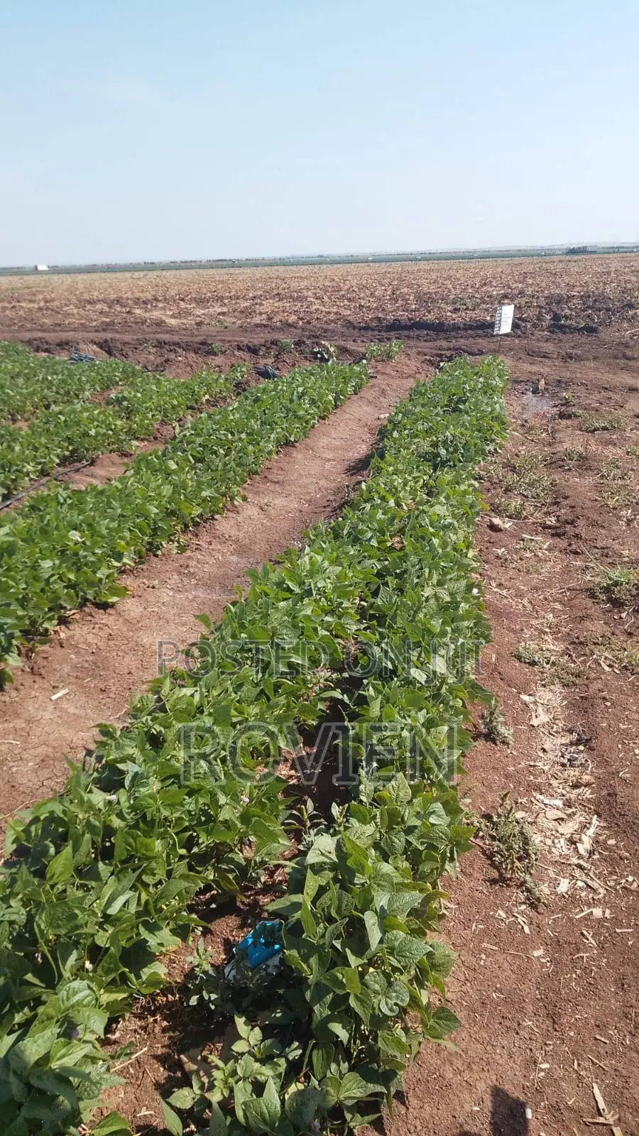 Investment Opportunity– 1,500 Acres Prime Horticultural Land