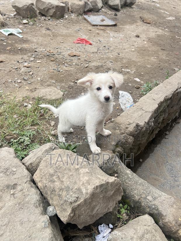 3-6 months Female Purebred Japanese Spitz