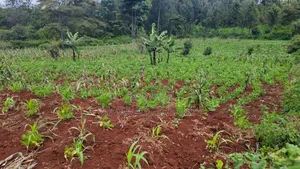 1 Acre for Sale in Ngong Matasia