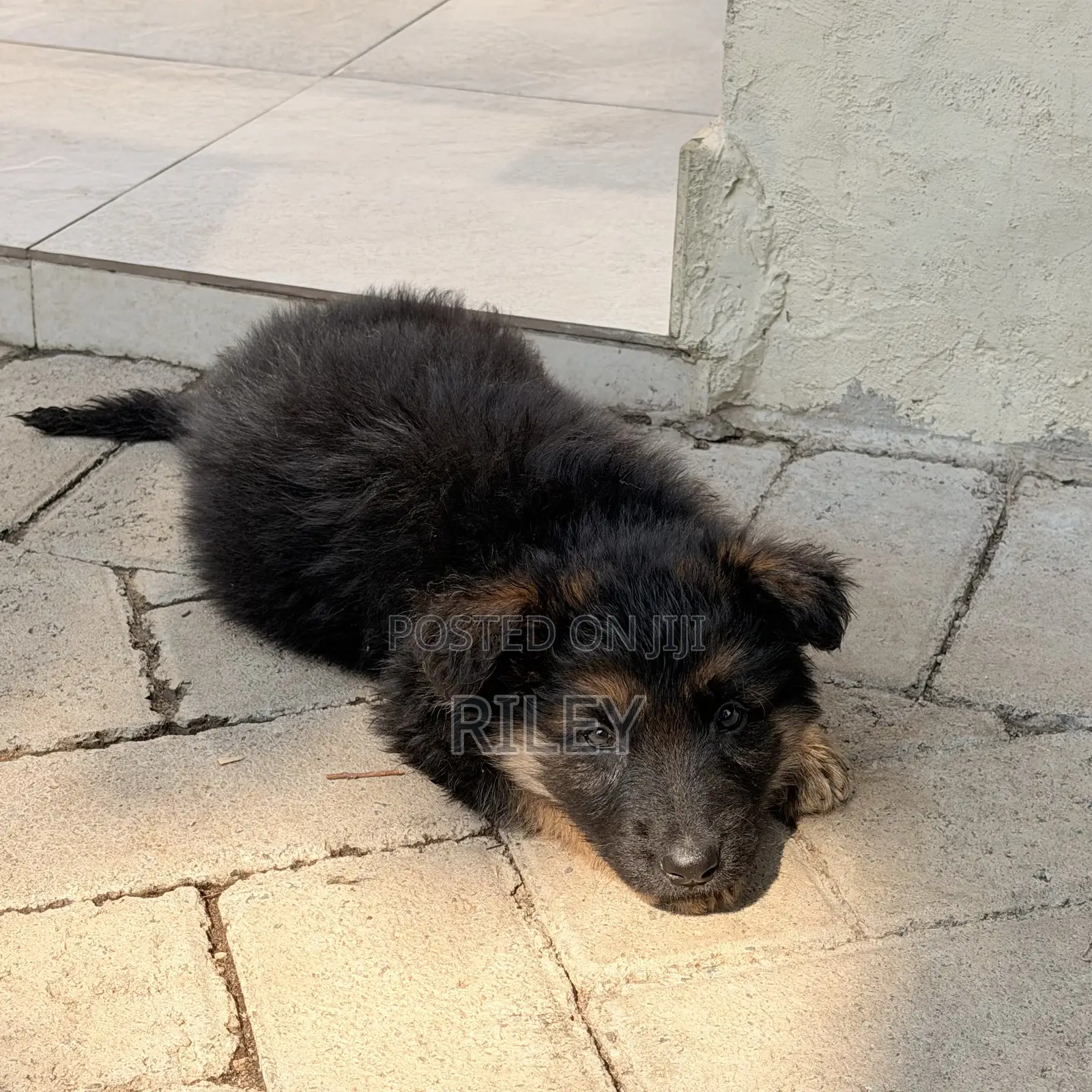 1-3 months Male Purebred German Shepherd
