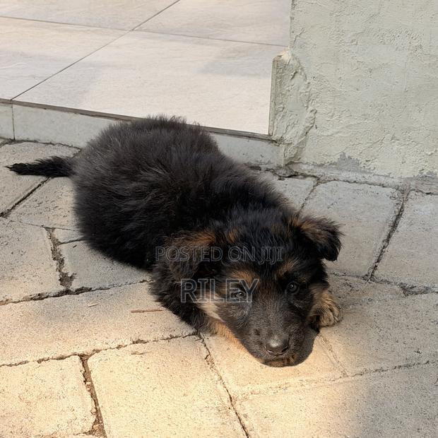 1-3 months Male Purebred German Shepherd