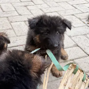 1-3 months Male Purebred German Shepherd