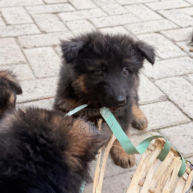 1-3 months Male Purebred German Shepherd - thumbnail 3