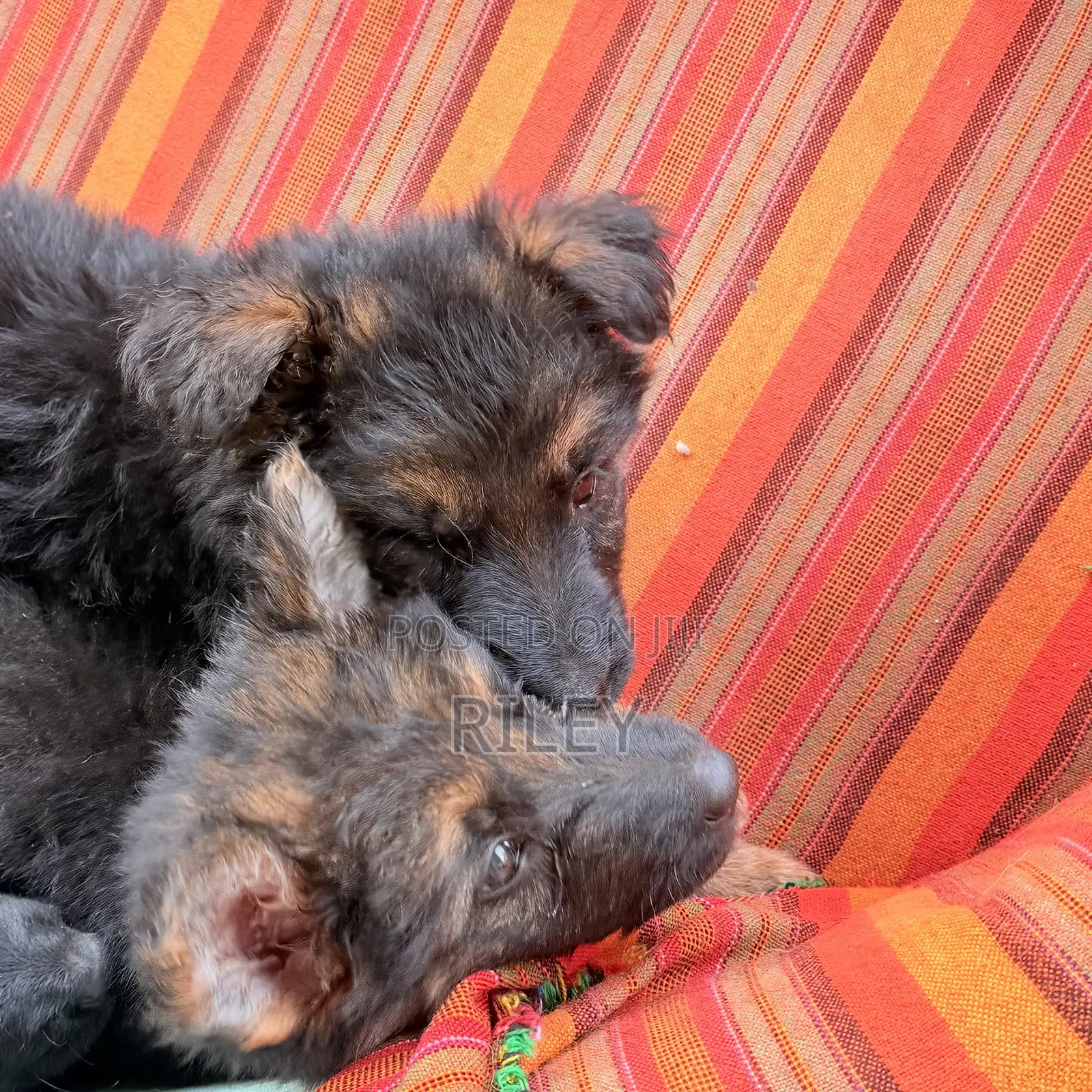 1-3 months Male Purebred German Shepherd