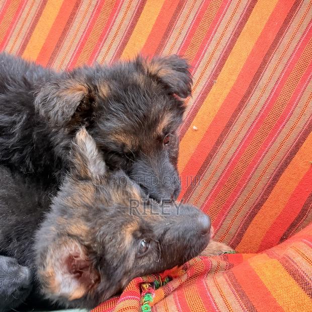 1-3 months Male Purebred German Shepherd - thumbnail 2