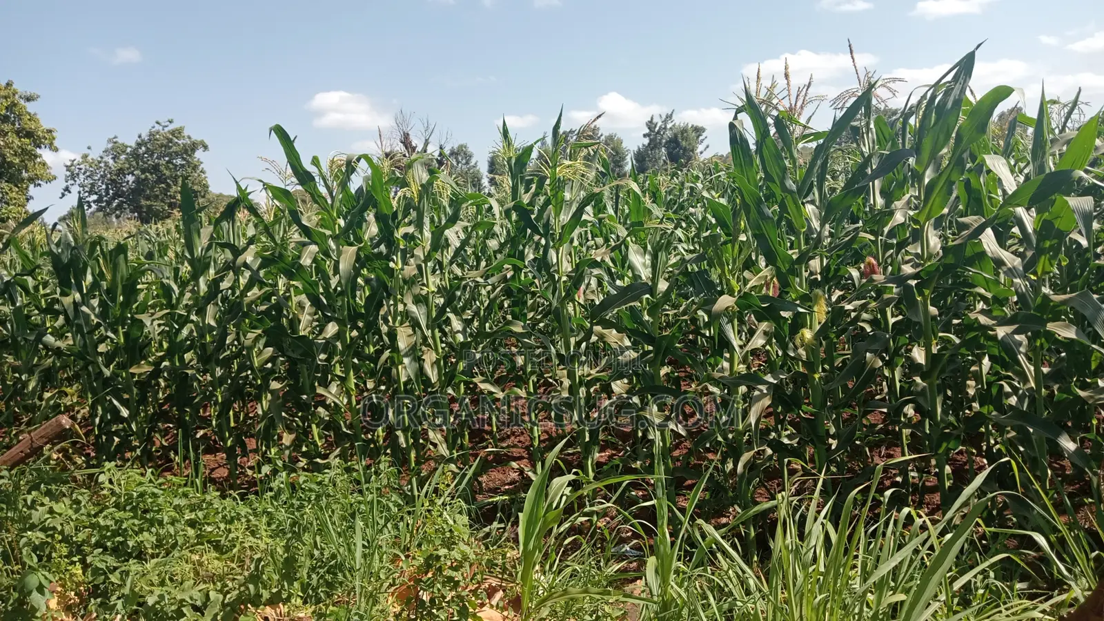 6 Acres Mwea