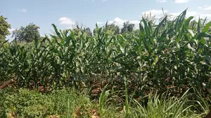 6 Acres Mwea