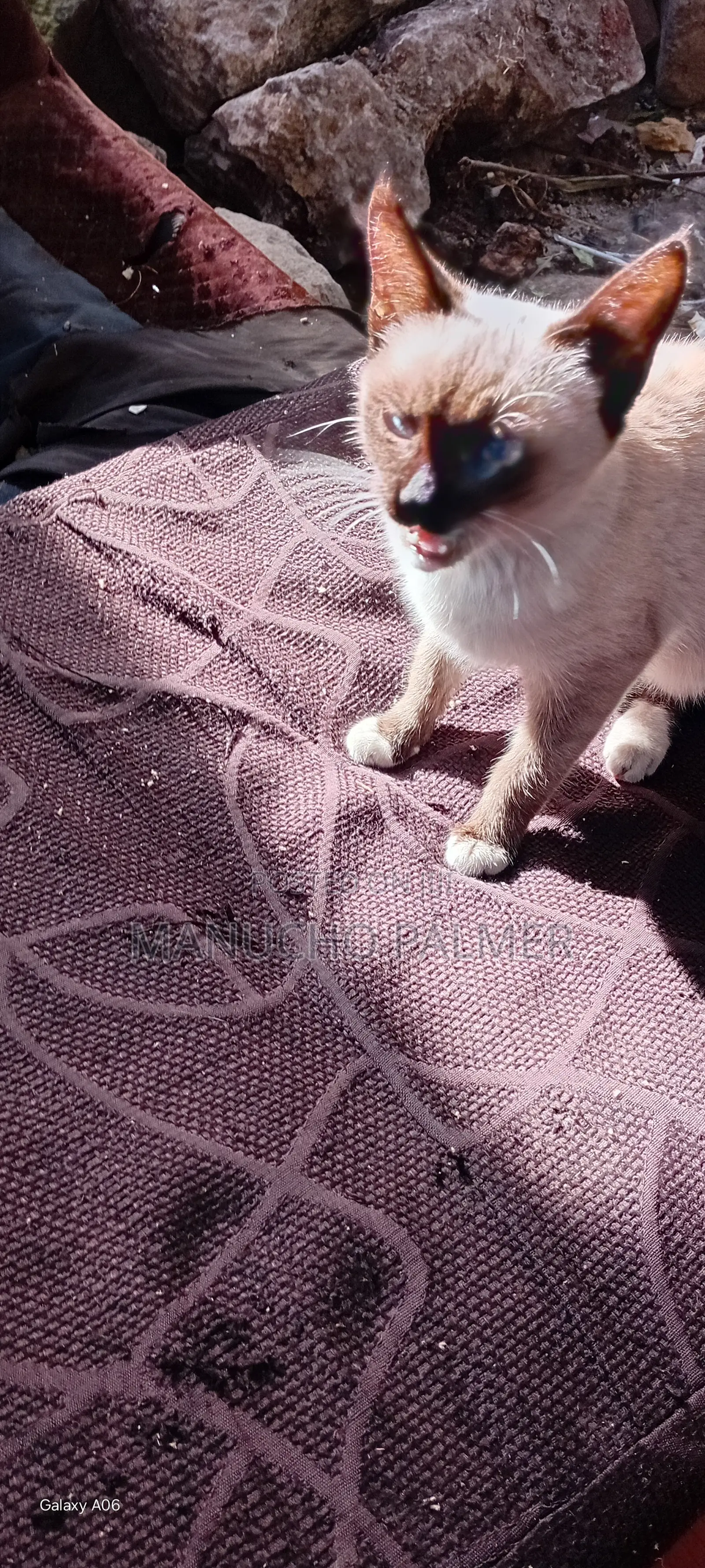 6-12 months Female Purebred Siamese