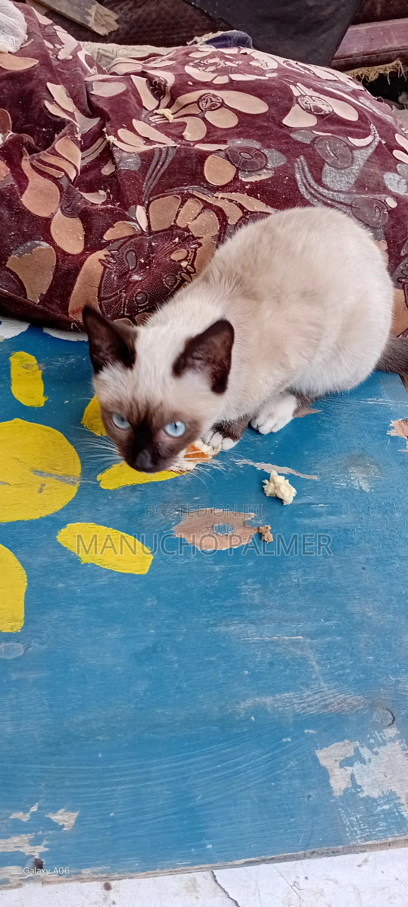 6-12 months Female Purebred Siamese