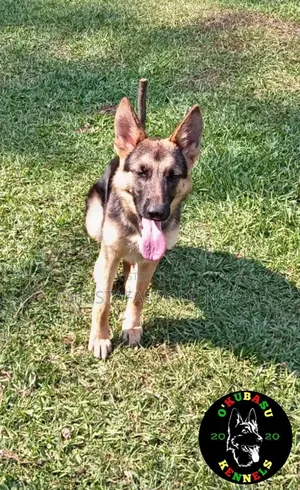 6-12 months Female Purebred German Shepherd