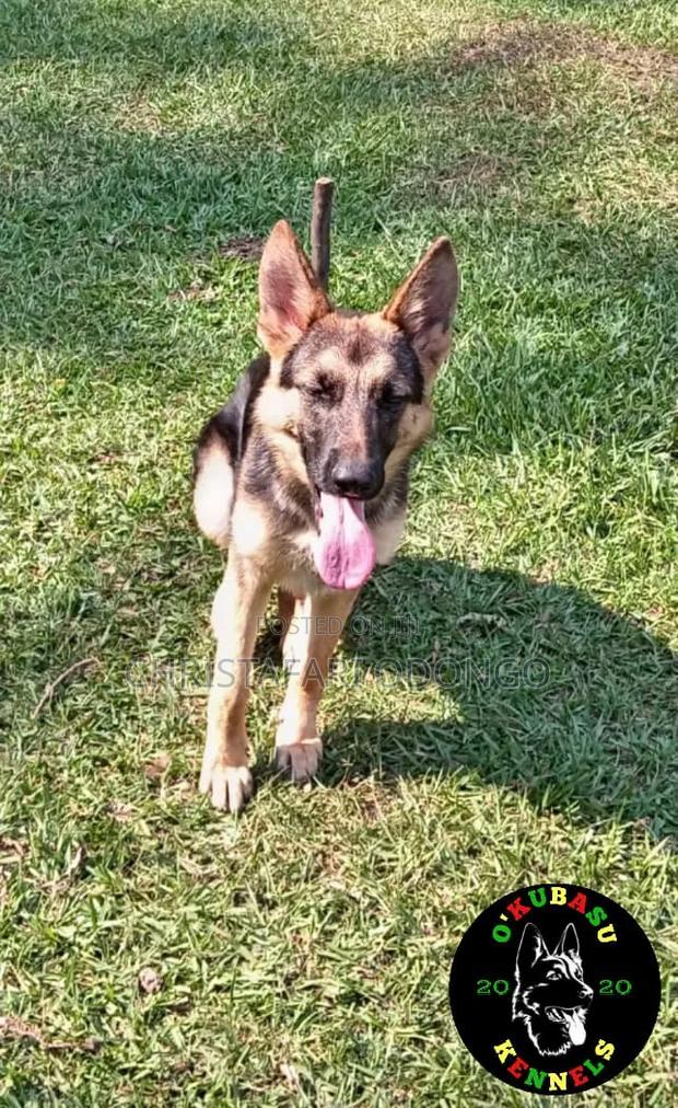 6-12 months Female Purebred German Shepherd