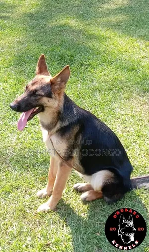 6-12 months Female Purebred German Shepherd