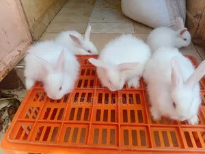 Angora Bunnies for Sale