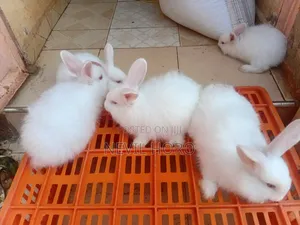 Angora Bunnies for Sale