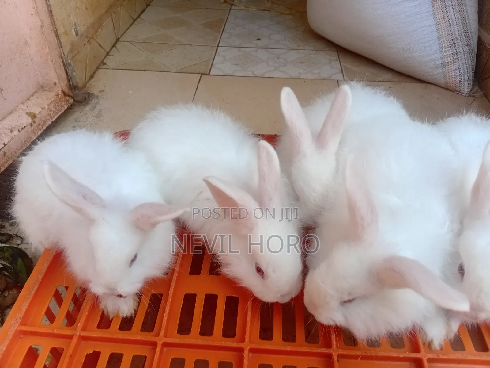 Angora Bunnies for Sale