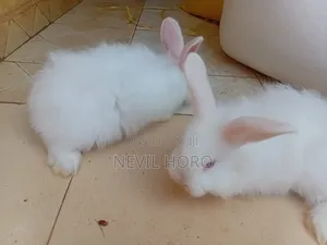 Angora Bunnies for Sale