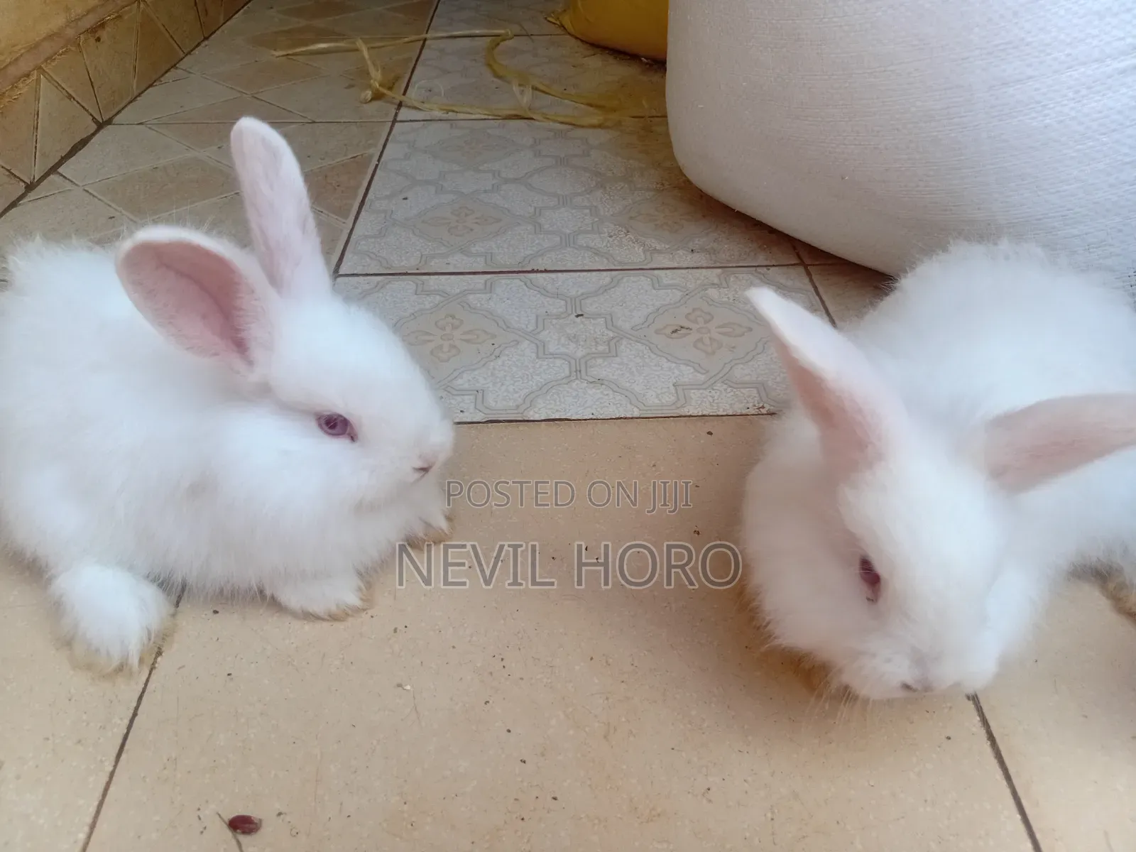 Angora Bunnies for Sale