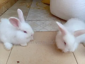 Angora Bunnies for Sale