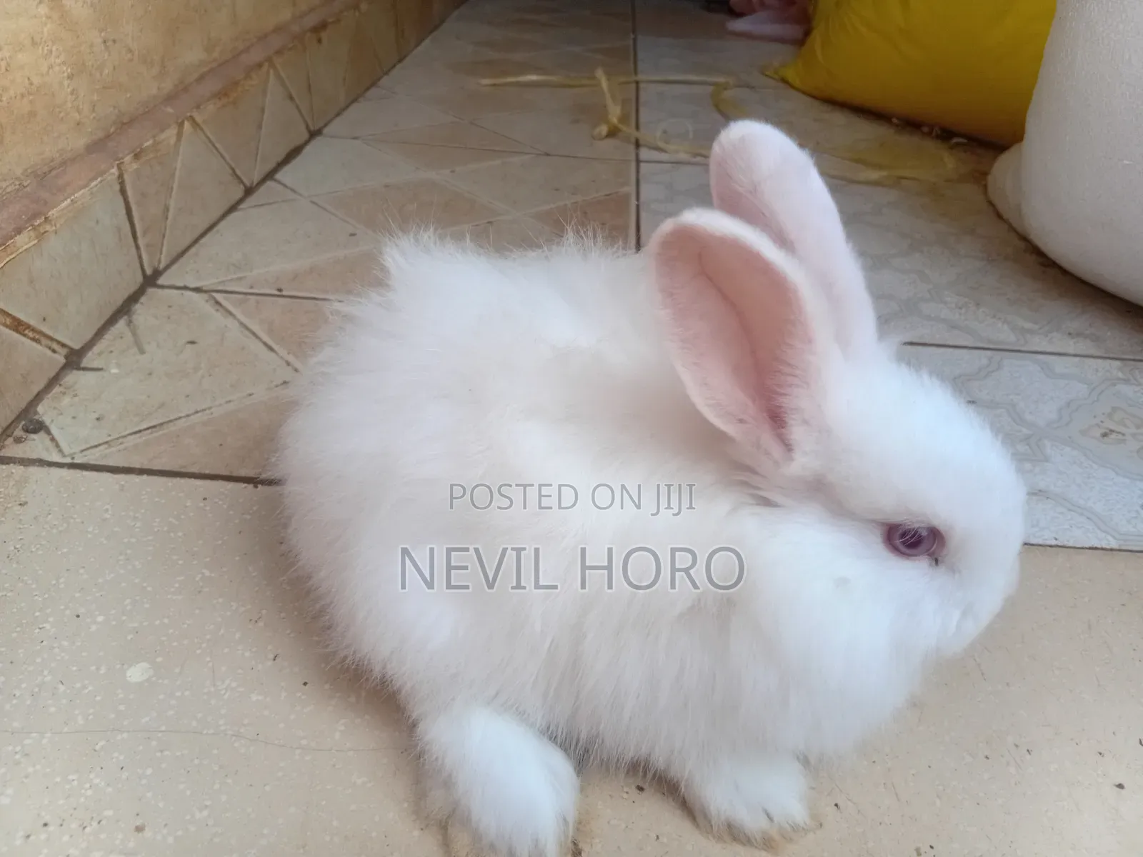 Angora Bunnies for Sale