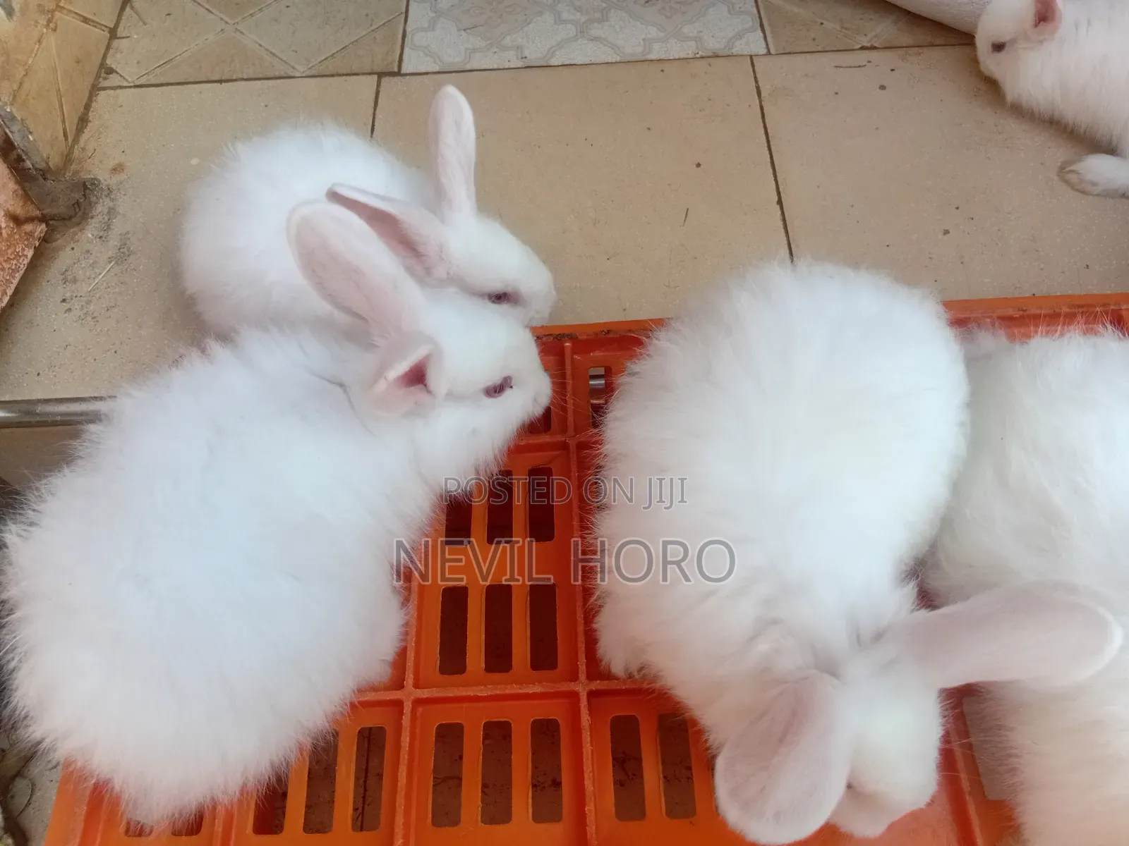 Angora Bunnies for Sale