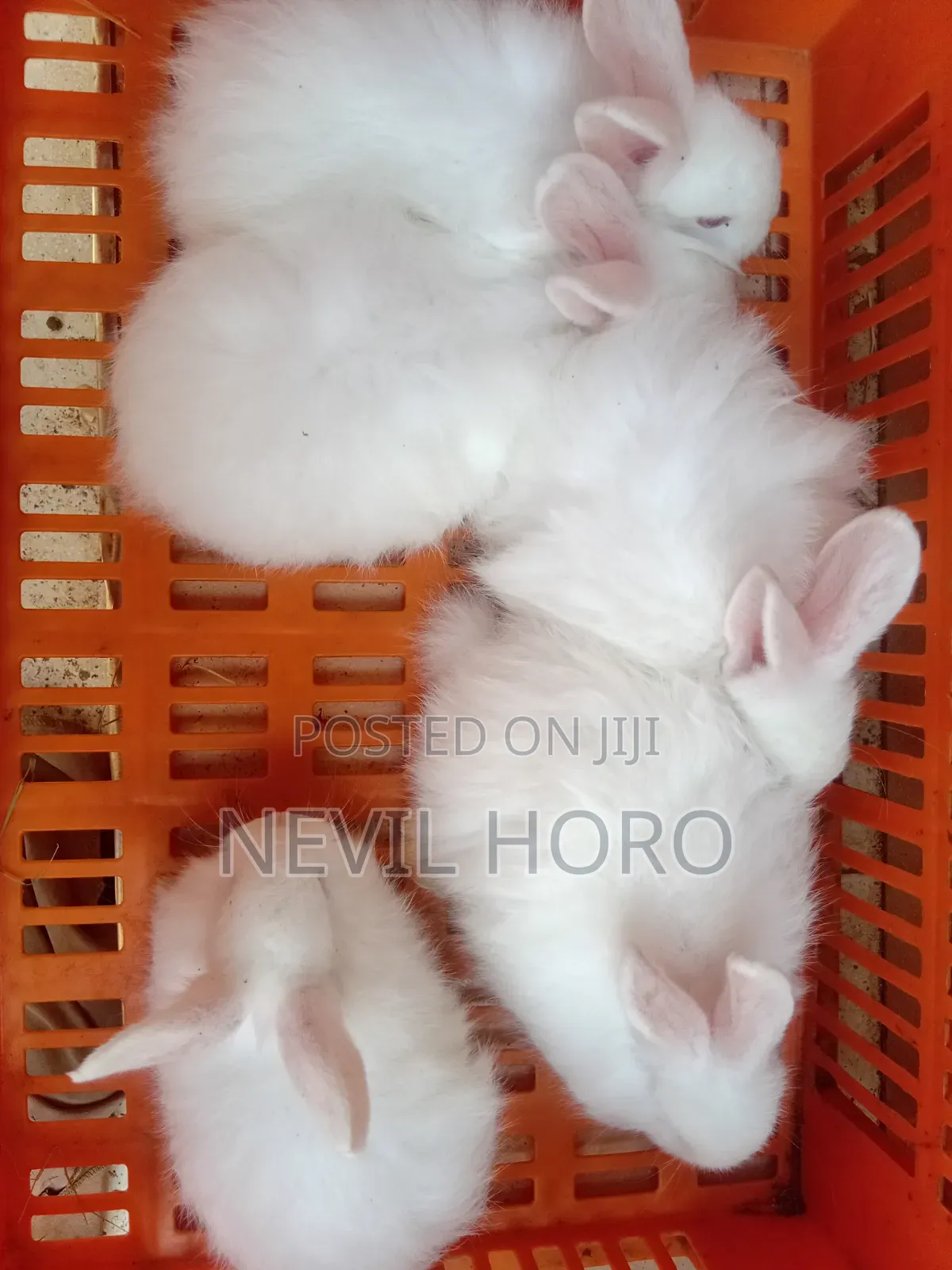 Angora Bunnies for Sale