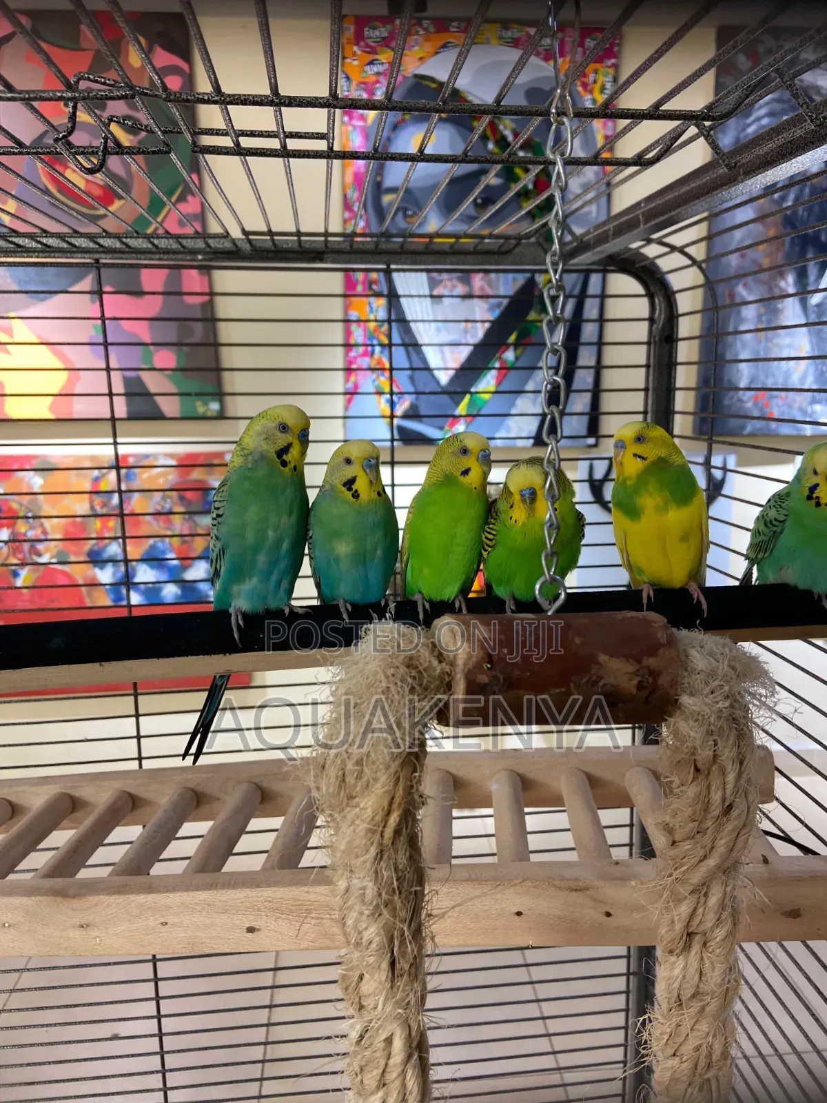 Ornamental Birds,Budgies