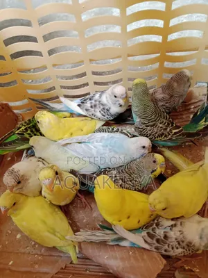 Budgies Birds,Ornamental Birds