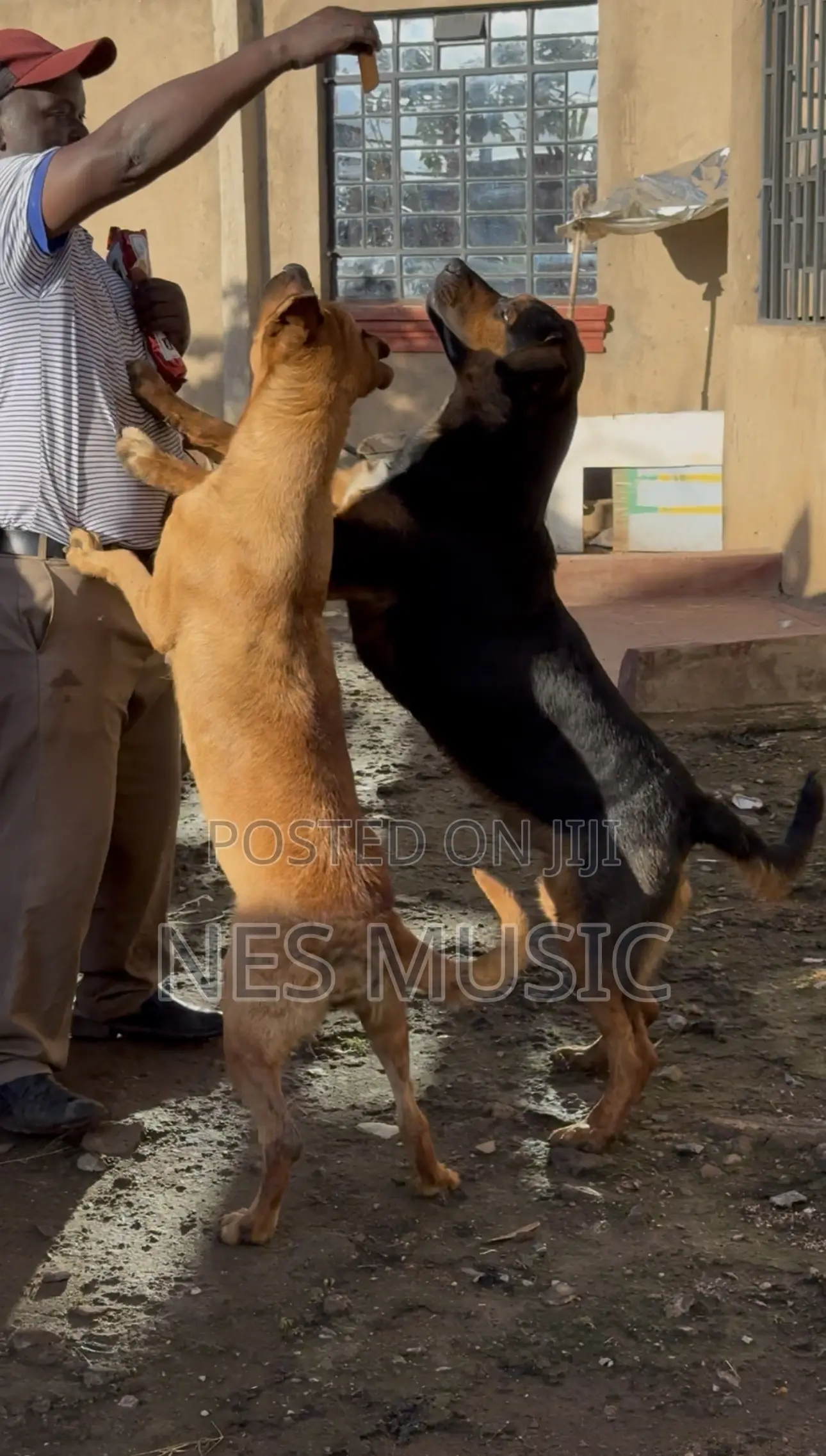 3-6 months Female Mixed Breed Boerboel